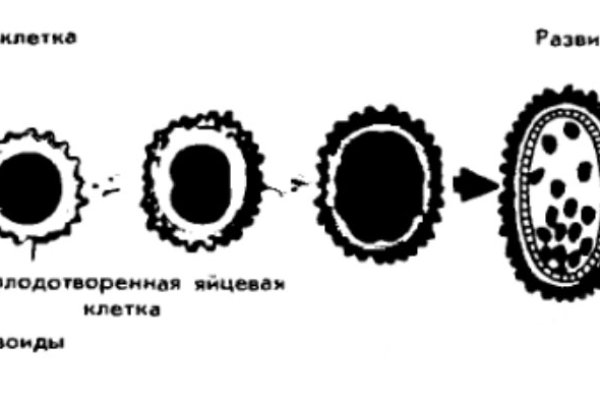 Кракен упал